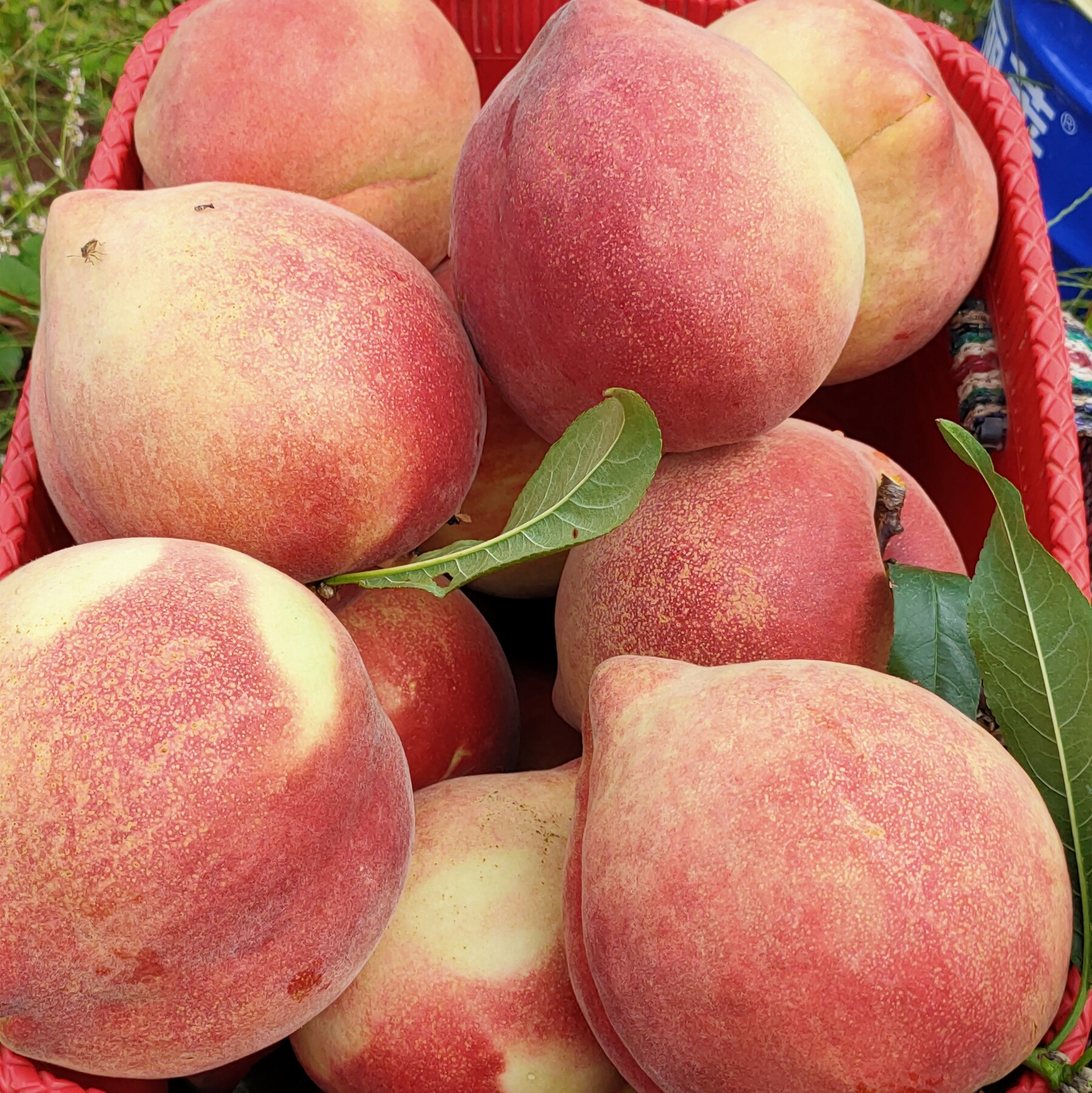 丽江雪桃苗基地 云南雪桃苗 雪桃苗公司