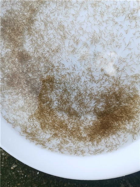 加州鲈水花苗 鲤鱼水花苗报价格 水花苗大量供应