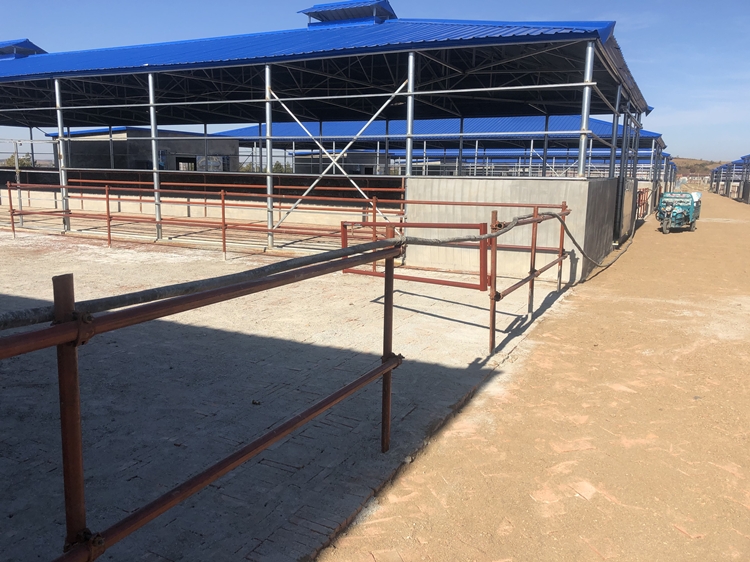 湘潭西门塔尔牛苗价格多少一头