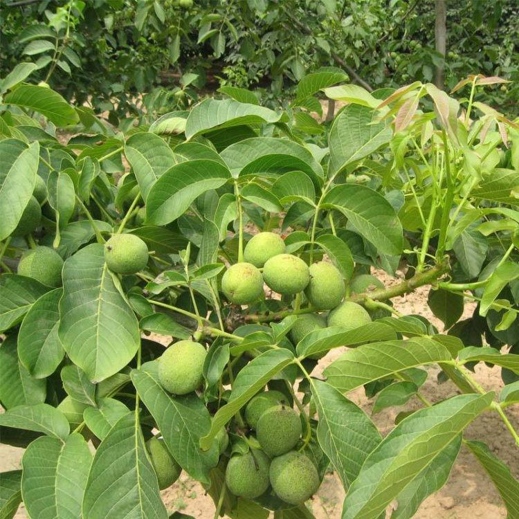 8518核桃树苗基地核桃树嫁接果苗产量高易管理盆栽