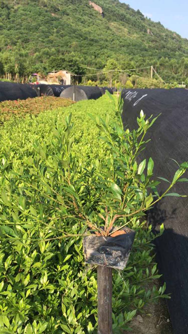 小叶栀子工程苗木 基地批发 栀子花苗批发 小叶栀子花 香气浓郁