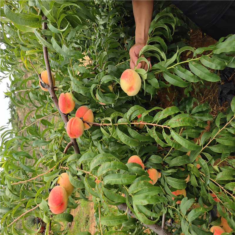 黄金脆桃树苗基地自花授粉48油桃树苗批发浙江适应种植