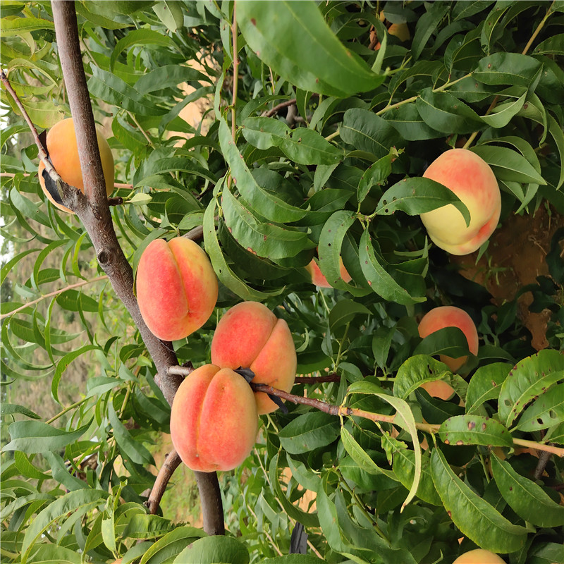 红叶冬桃树苗基地上色均匀 巴旦木桃树苗安徽适应种植