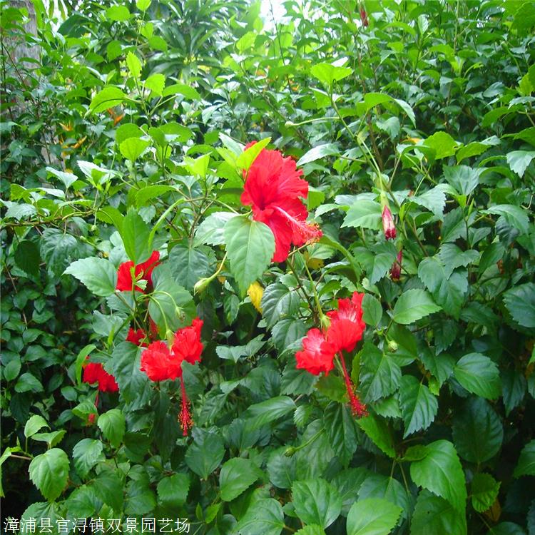 廣東扶桑花盆栽紅色扶桑花苗木槿小苗帶花苞發貨