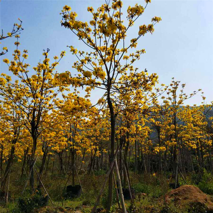 風鈴木福建黃花風鈴木地苗批發全冠紅花風鈴木價格