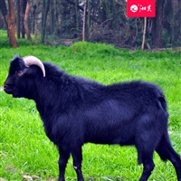 长沙黑山羊养殖基地在哪里  湖南山羊养殖