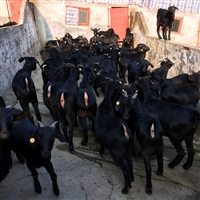 湖南黑山羊种羊基地,湖南省黑山羊种羊场