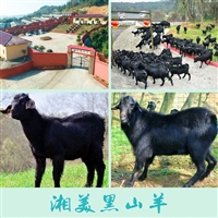 黑山羊种羊,黑山羊种羊基地,湖南省黑山羊种羊基地