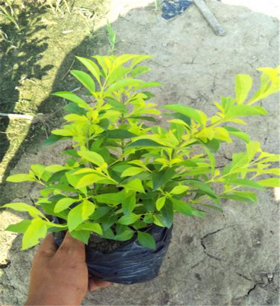 基地供应黄金叶小苗黄金叶袋苗规格全欢迎实地考察