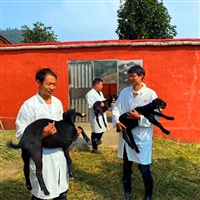 湖南湘美黑山羊养殖基地  湘美岳阳黑山羊养殖客户，购买种公羊