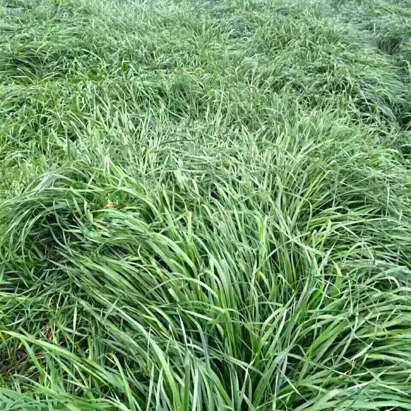 一年生黑麦草种植方法 一年生黑麦草价格