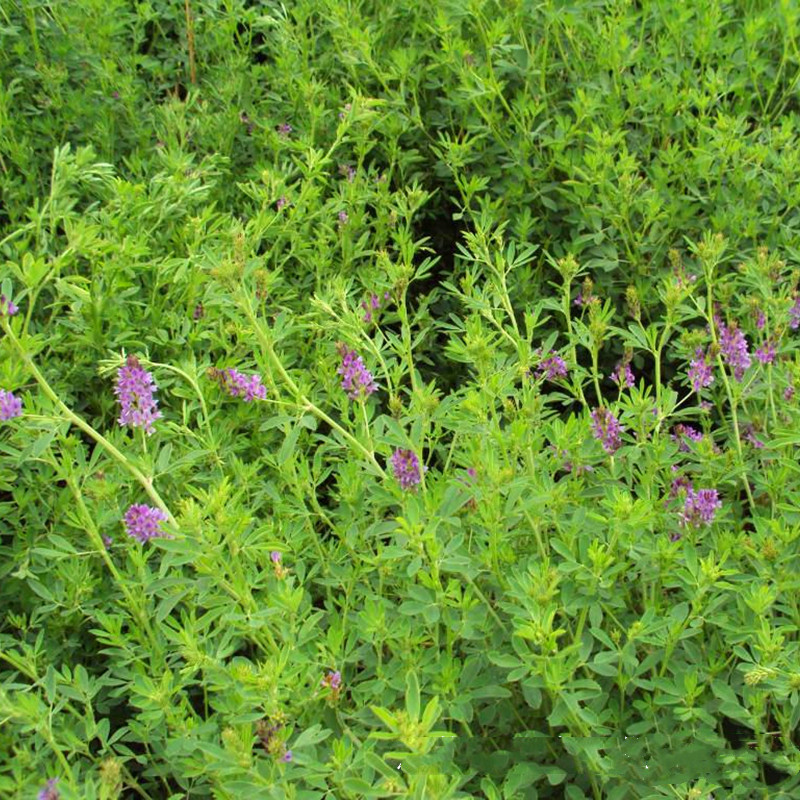 蒺藜苜蓿种子紫花苜蓿种子厂家进口