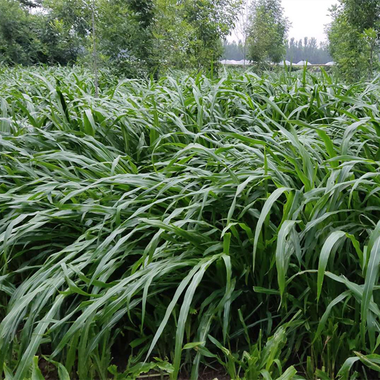 黑麦草种子批发包邮 多年生耐寒耐收割牧草 黑麦草种子