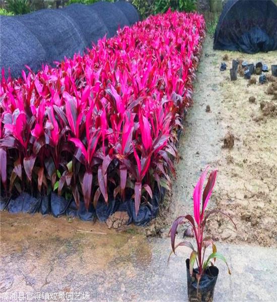 江西朱蕉批發紅葉朱蕉移植苗供應花境植物紅巨人朱蕉