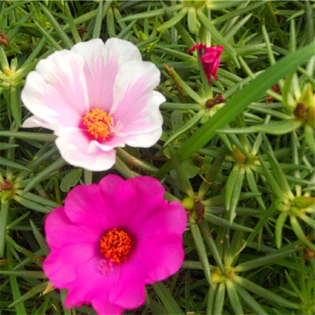 花海花鏡類景觀草花種子 黃花月見草及杯苗價