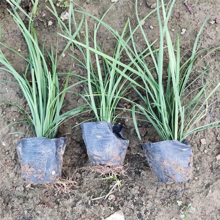 細葉麥冬草基地 麥冬種植戶 友勝花卉 產地供應