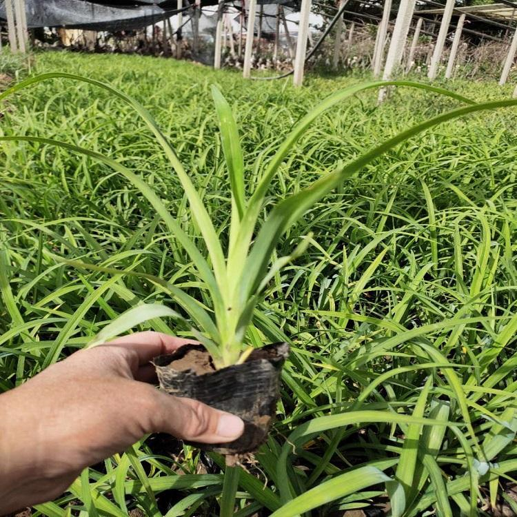 金娃娃萱草苗 金娃娃萱草基地 地被草花批发