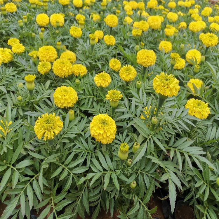 山东万寿菊批发 南非万寿菊苗产地供应