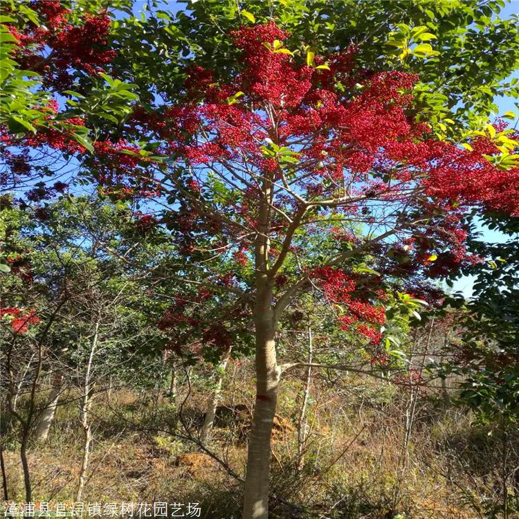 安徽鐵冬青報價紅果冬青價格紅果冬青種植基地