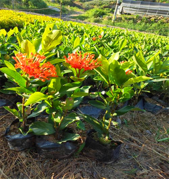 龙船花批发福建龙船花价格园林绿化盆栽小叶龙船花苗