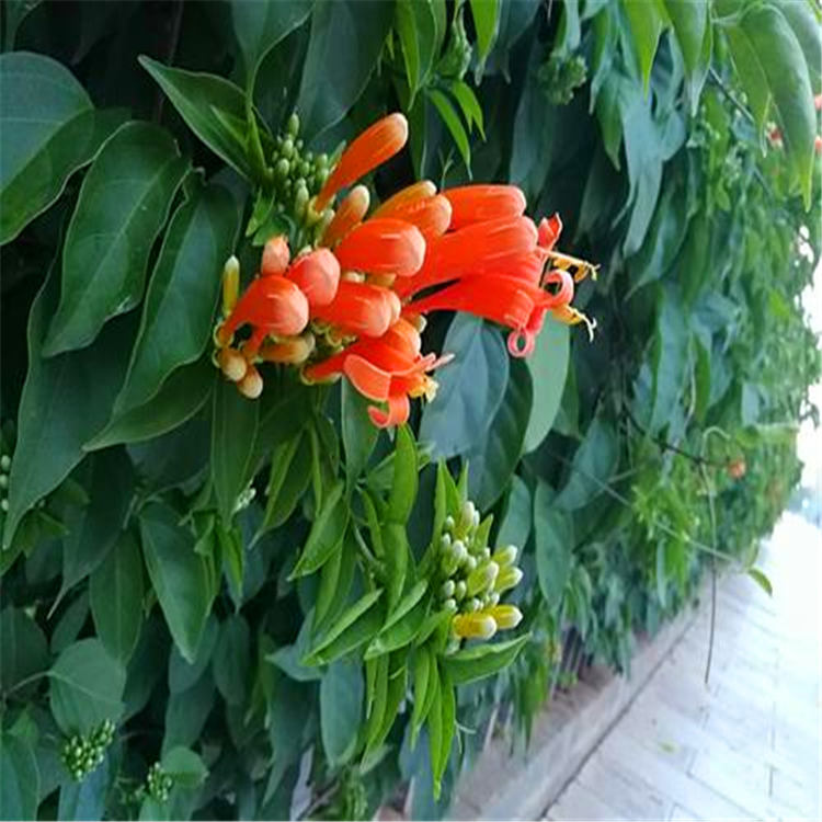 福建漳州大量出售炮仗花苗