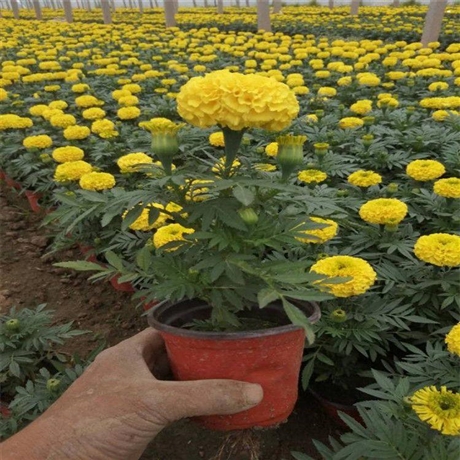 大丽花产地大丽花盆栽颜色齐全批发价格