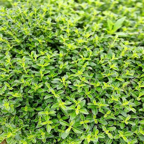 海南出售六月雪小苗六月雪杯苗基地直供量大成优