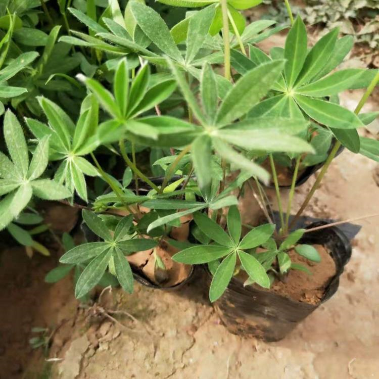 双色盆 鲁冰花苗 友胜花卉 青州鲁冰花 培育基地