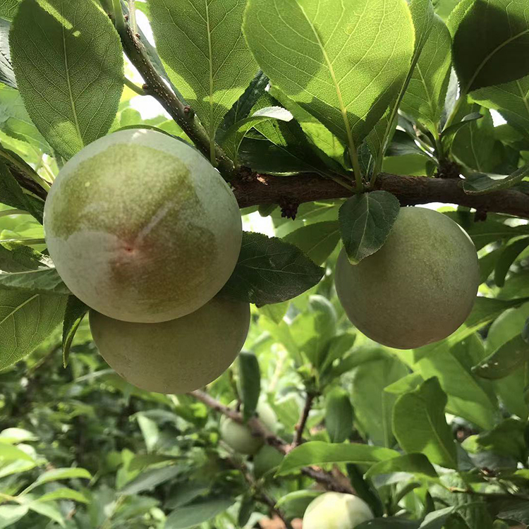 现挖现卖 2公分大味帝李子树苗 4公分味帝李子苗 正规基地