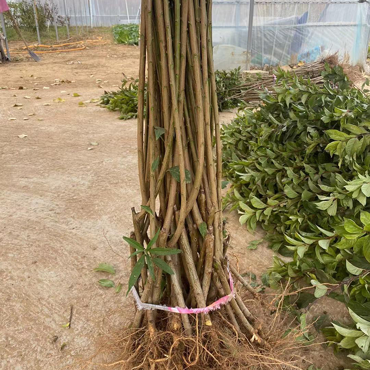 自产自销 1公分李子苗 2公分味帝李子树苗 自花授粉