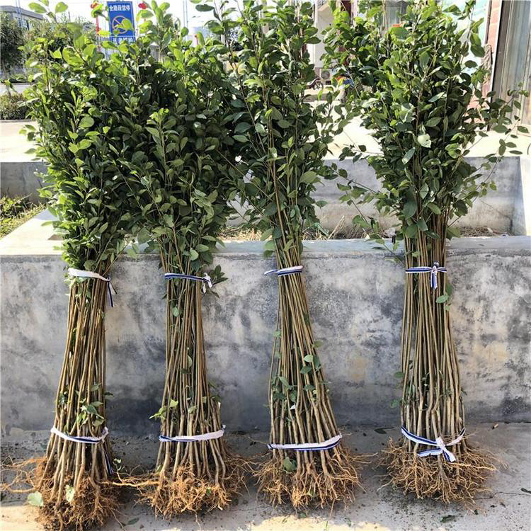 自产自销 1公分李子苗 2公分味帝李子树苗 自花授粉