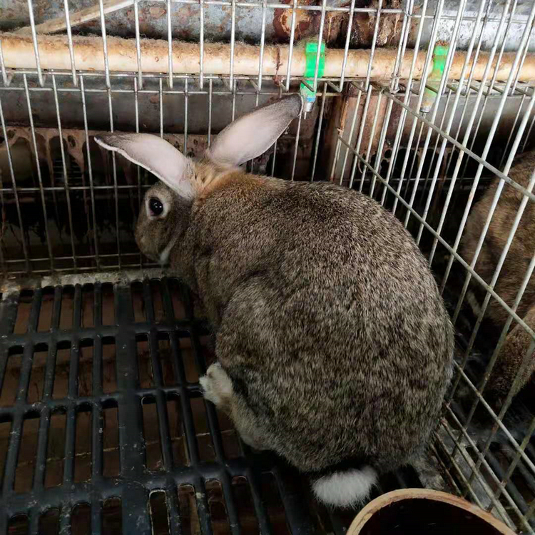 适合散养的兔子品种 杂交比利时兔 福农兔业 肉兔养殖基地