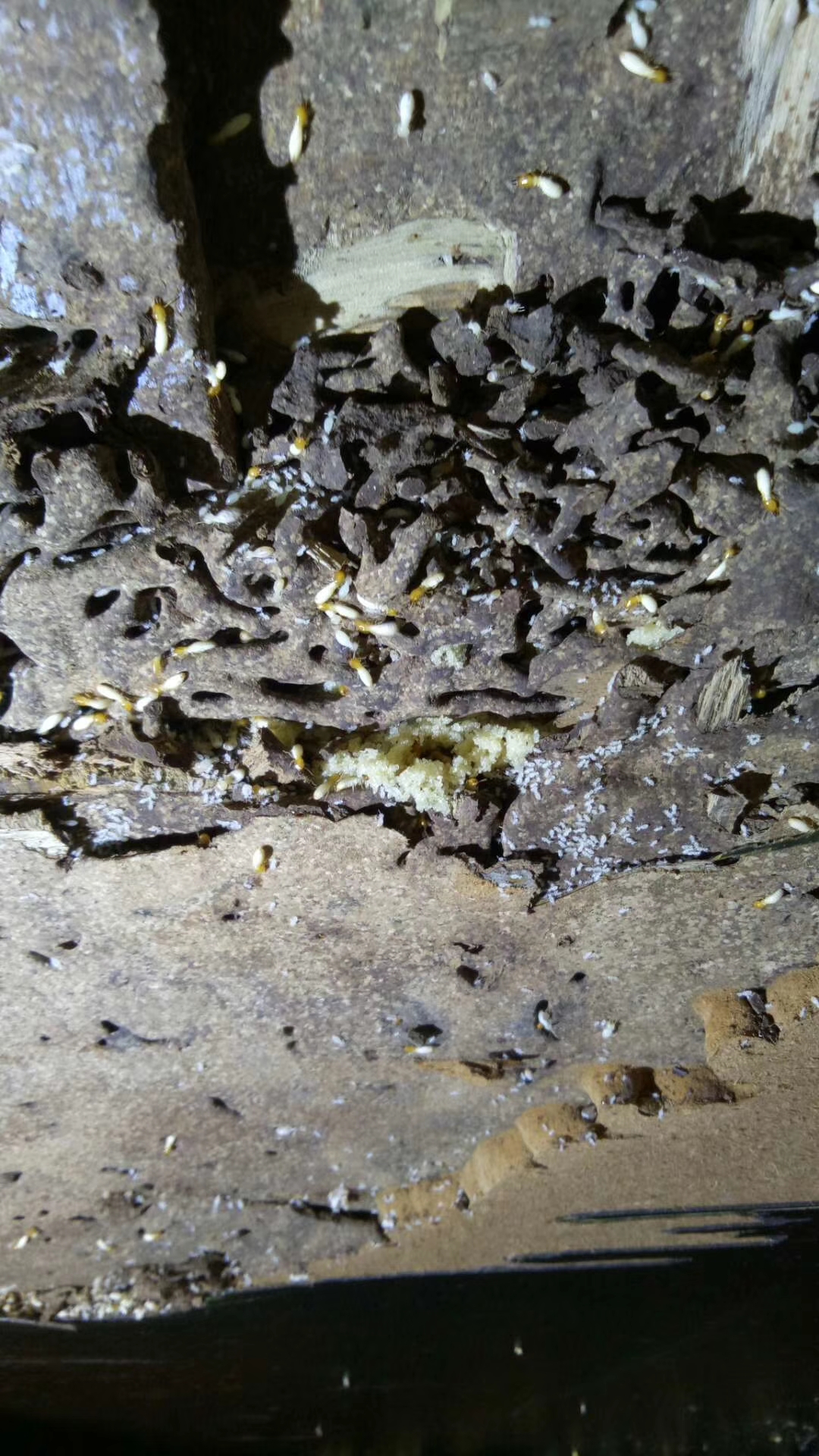 白蚁的排泄物图片
