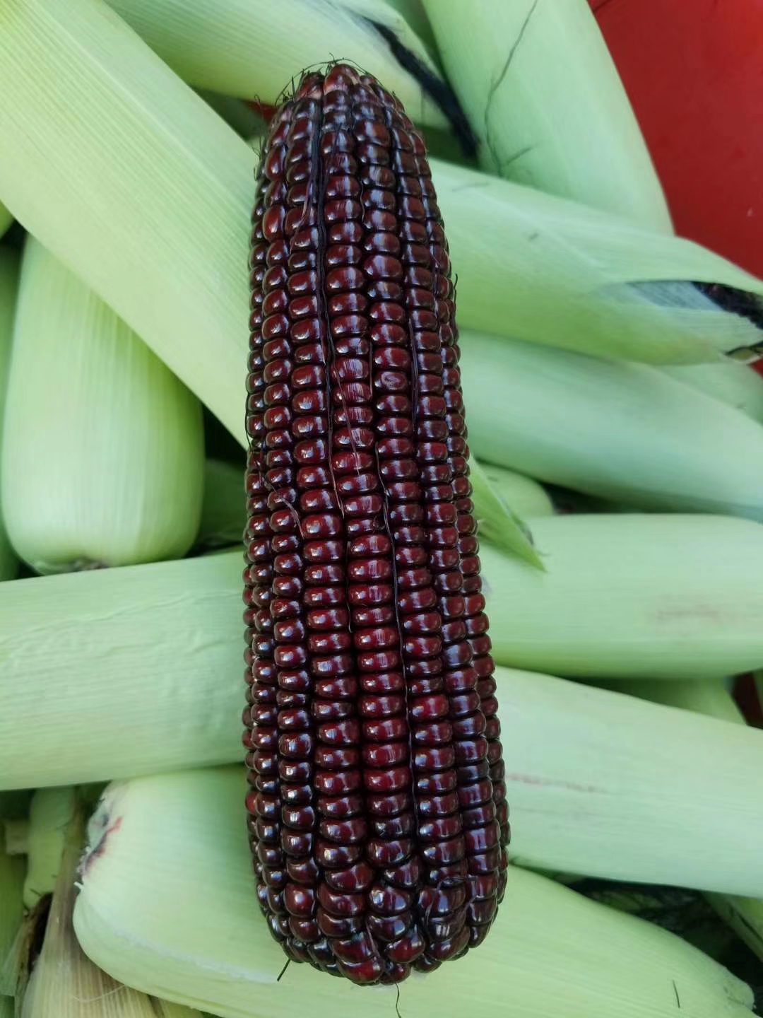 10支整箱黑玉米批发速冻黑玉米生产厂家东北甜粘黑玉米批发