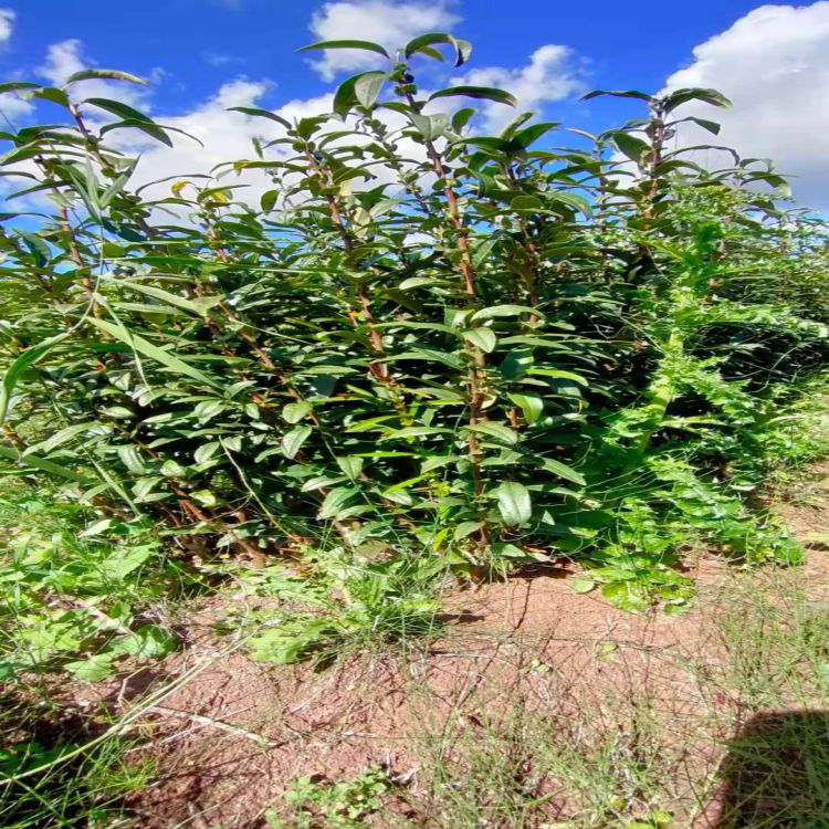 酸木瓜苗,云南木瓜苗基地销售,价格美丽