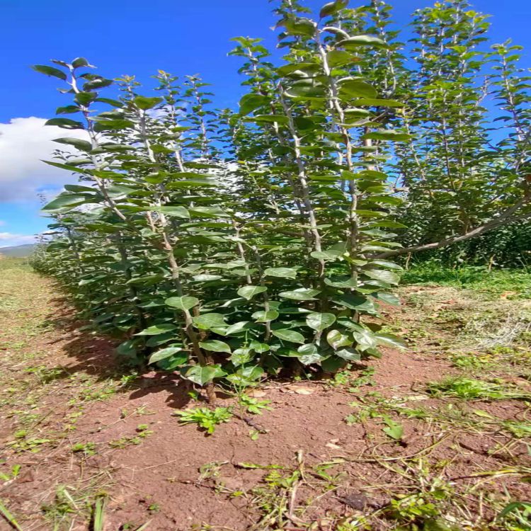 云南红梨苗丽江木梨苗 木梨苗红梨苗基地发货品质保证价格美丽