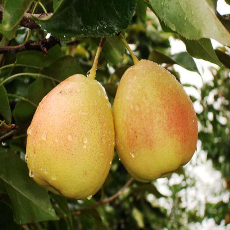 木梨苗,云南木梨,价格美丽