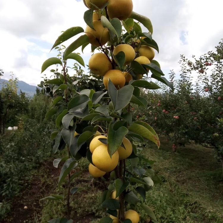 丽江红梨苗丽江木梨苗 木梨苗红梨苗基地发货品质保证价格美丽