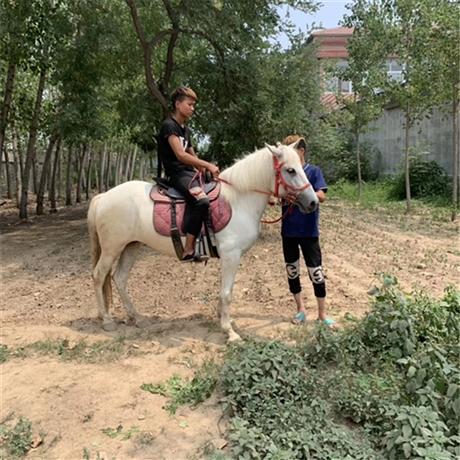 老實好騎的小矮馬的價格 迷你馬價格