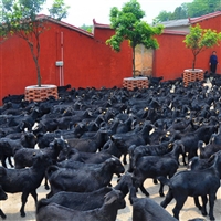湘美黑山羊繁育基地在哪里  湘美黑山羊，制订羊场繁殖计划