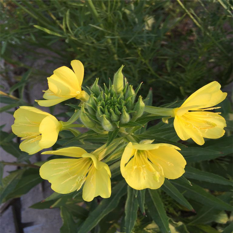 花海花鏡類景觀草花種子 黃花月見草及杯苗價