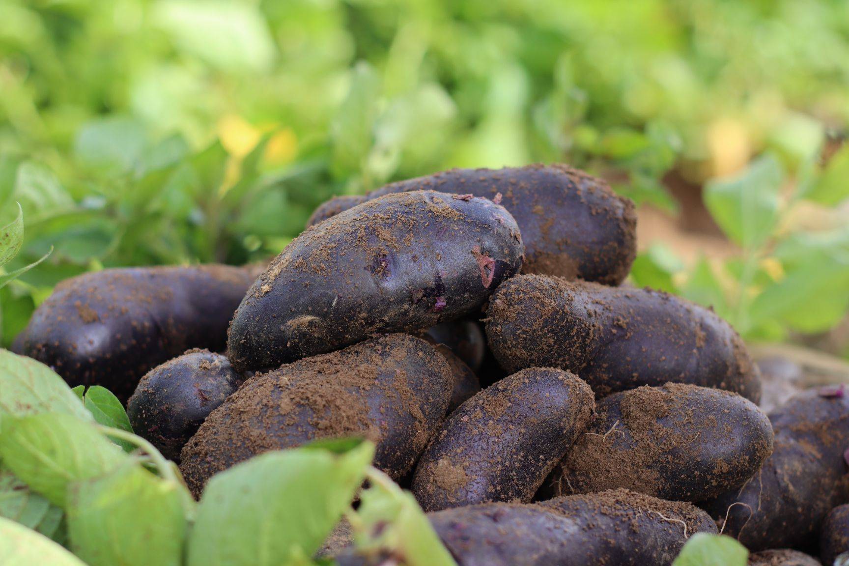 黑金刚土豆种子批发黑美人土豆种子价格黑金刚土豆一代原种