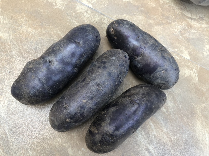 黑土豆新鲜小土豆黑美人紫土豆黑金刚马铃薯红心土豆可做种子