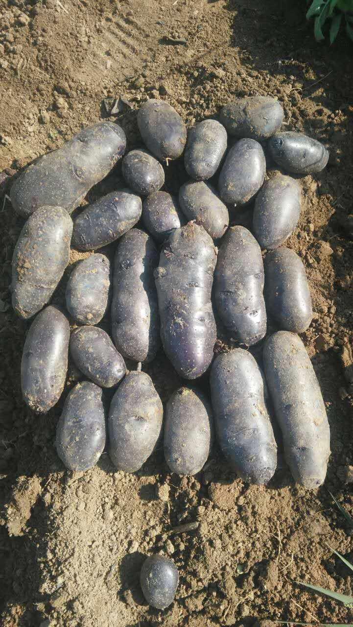 甘肃黑美人种子价格脱毒马铃薯种子高产黑美人黑土豆种子