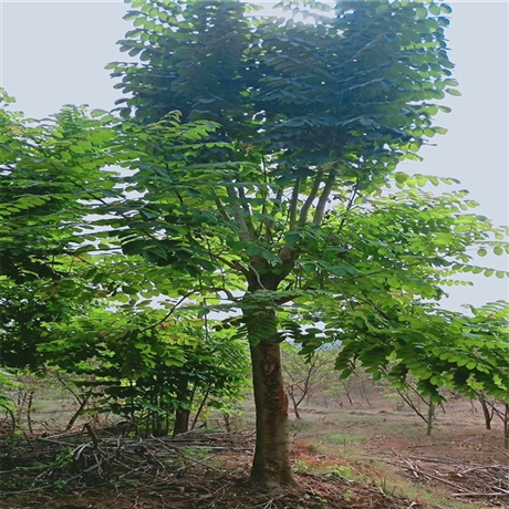 首頁 苗木 常綠喬木 桃花芯木 湖北移植桃花心木 桃花心木價格 園林