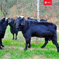 黑山羊圈养饲料配方  饲养黑山羊，青饲料和精饲料分开饲喂好