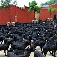黑山羊圈养饲料配方  黑山羊养殖饲料，豆粕喂养注意事项