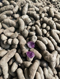 甘肃紫土豆沙漠黑土豆 黑美人黑金刚土豆 紫土豆紫色马铃薯