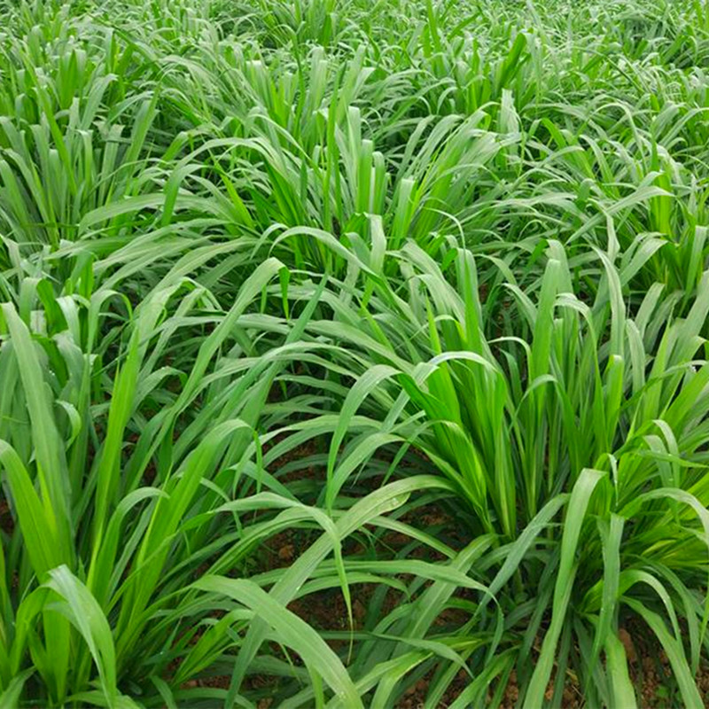 黑麦草种子批发价格 一年生黑麦草种子售卖 产量高 适口性好 包发芽