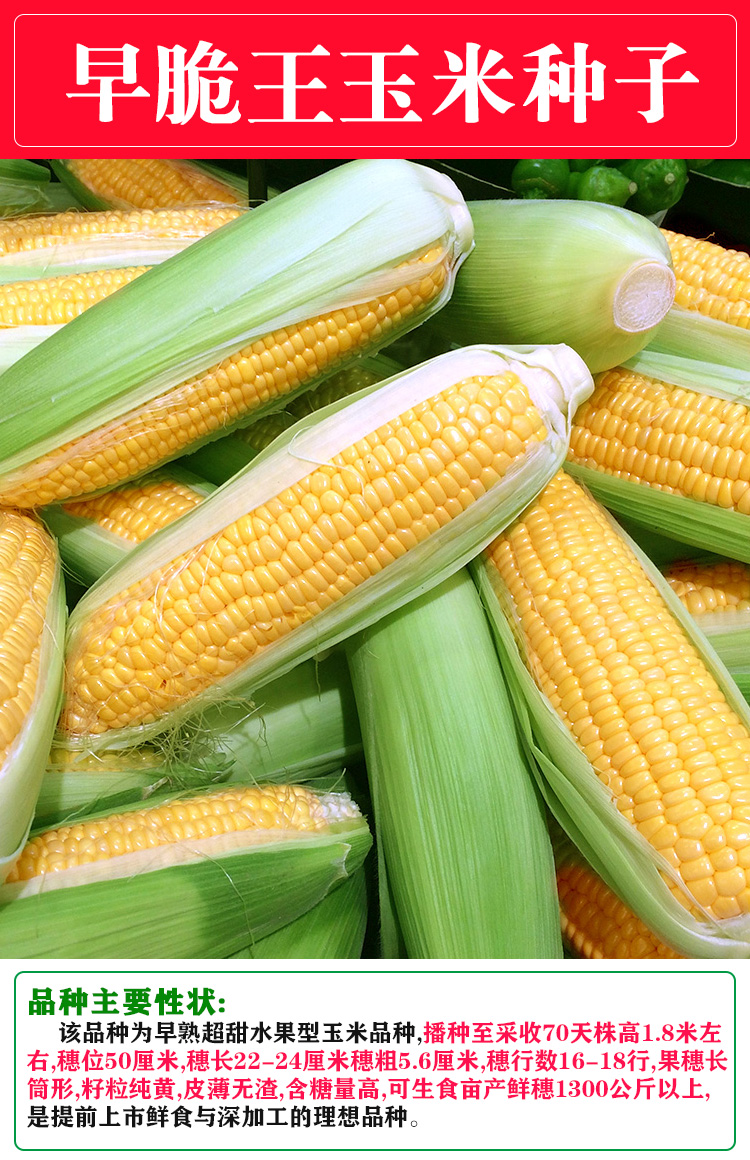 常年大量收购粘玉米收购速冻粘玉米电话粘玉米粒收购商